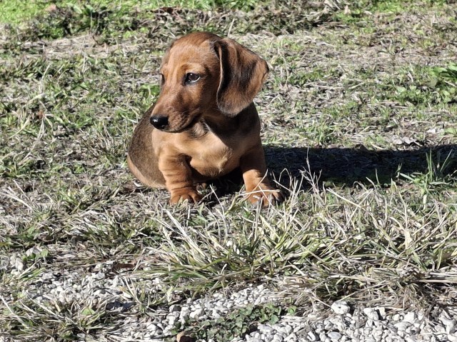 Dachshund puppy for sale + 66831