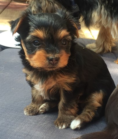 Beautiful AKC Yorkie