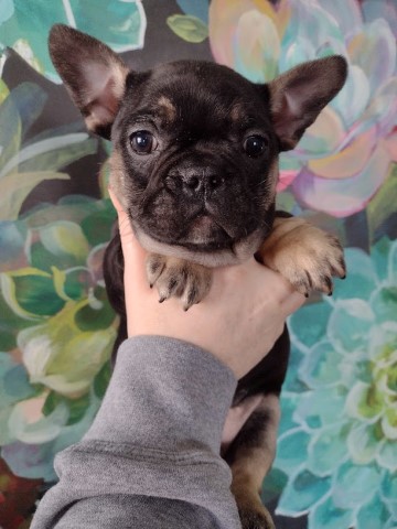 French Bulldog puppy for sale + 60818