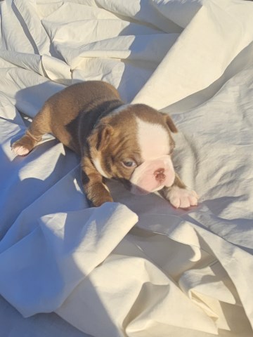 Boston Terrier puppy for sale + 66760