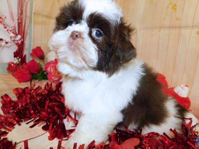 Shih Tzu Babies. Nonshedding/Allergy Free. Financing!!