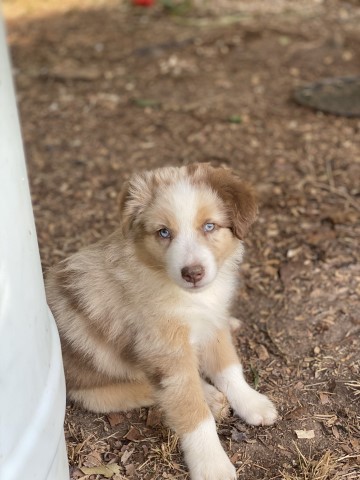 Australian Shepherd Dog puppy for sale + 62016