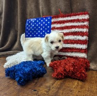 AKC Havanese Puppies Havanese for sale/adoption