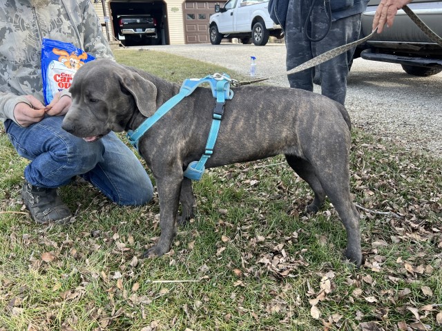 Cane Corso puppy for sale + 64368