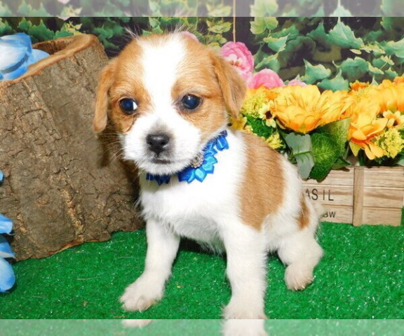 Chicago Shih Tzu X Babies. Prespoiled. Great with KIDS,