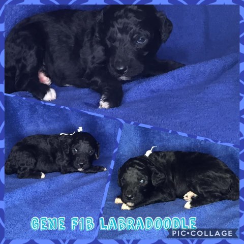 Labradoodle puppy for sale + 58295