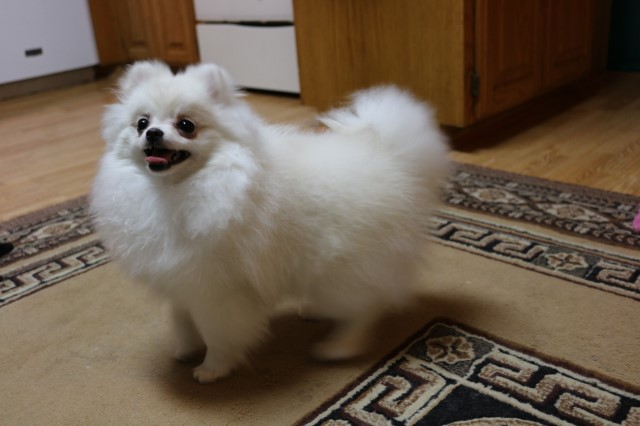 Gorgeous Pomeranian puppy