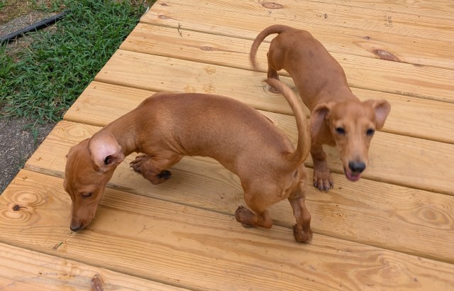 Cedar Grove Dachshunds
