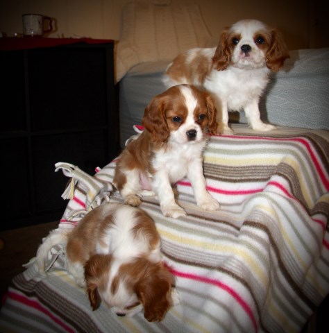 Cavalier King Charles Spaniel puppy for sale + 48324