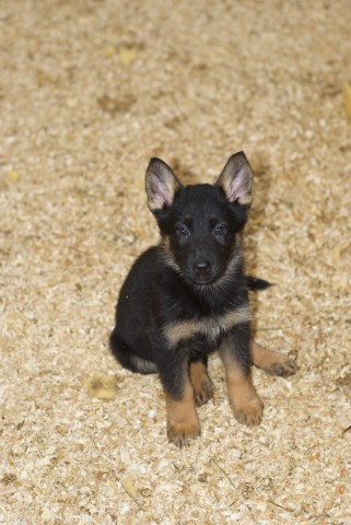 German Shepherd Dog puppy for sale + 61768