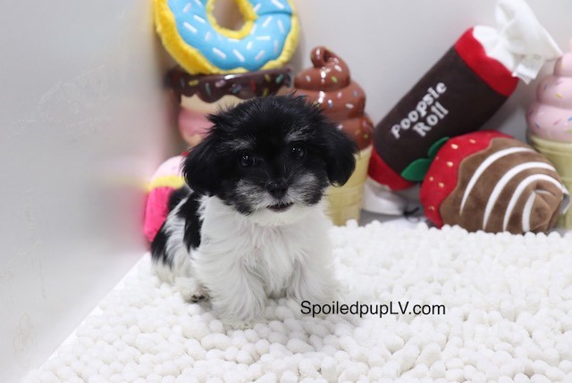 Maltese puppy for sale + 54400