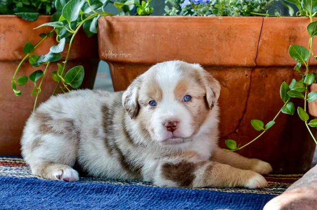 Wyldrose Aussie Puppies