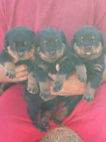 TOP QUALITY GERMAN ROTTWEILER PUPPIES