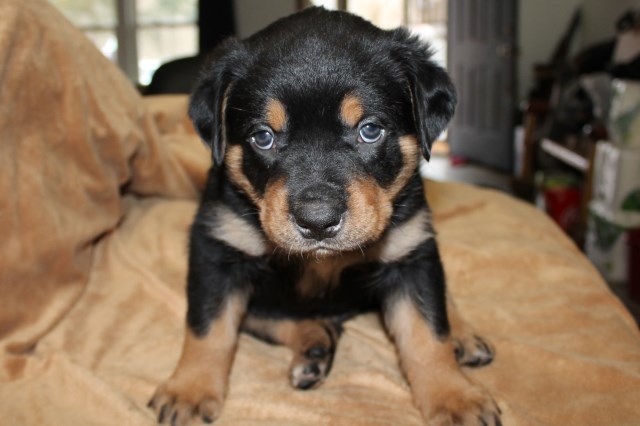 AKC German Rottweiler puppies - ready 3/30