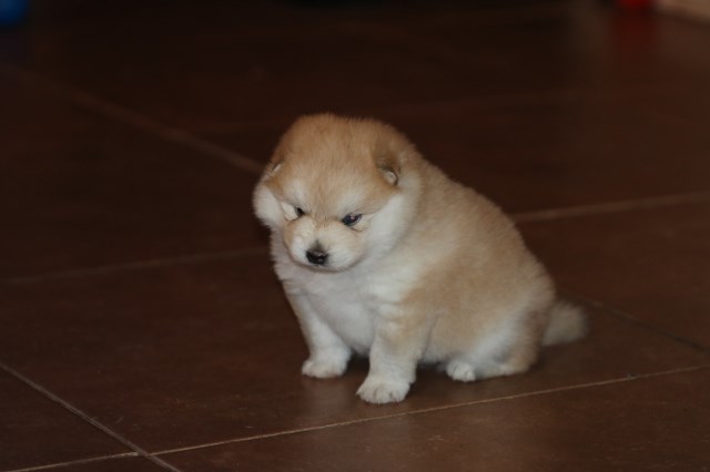 Beautiful Female Pomsky