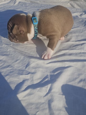 Boston Terrier blue boy