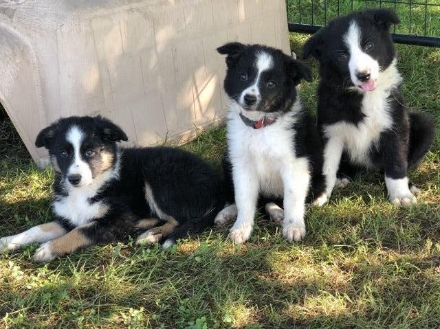 Border Collie puppy dog for sale in Clinton, Wisconsin
