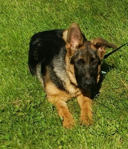 German Shepherd puppies. Purebred Champion lines and AKC registration