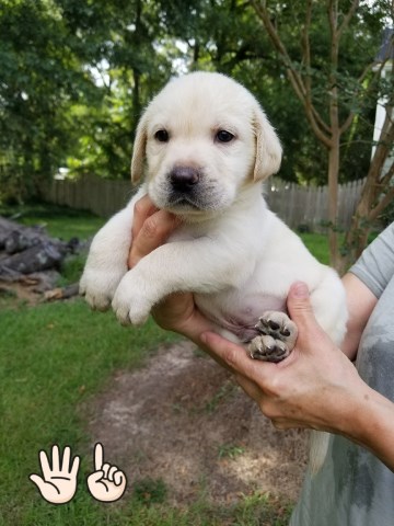 Labrador Retriever puppy dog for sale in Denham Springs, Louisiana