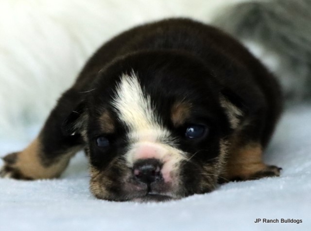 English Bulldog puppy for sale + 64618