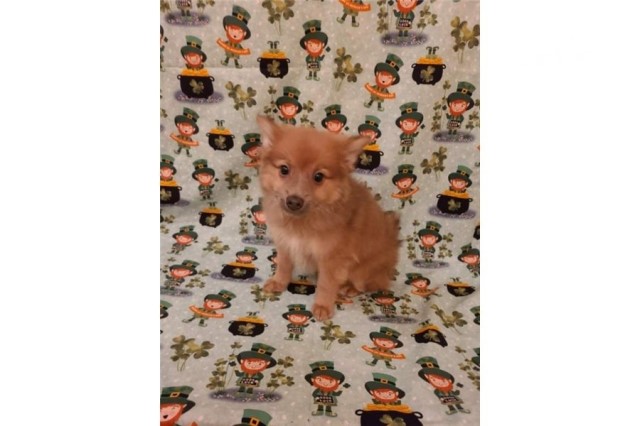Pomeranian puppy for sale + 62894