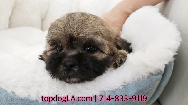 Shih Tzu puppy for sale + 52514