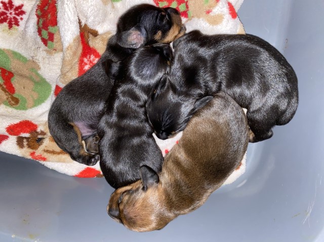 Dachshund puppy for sale + 59283