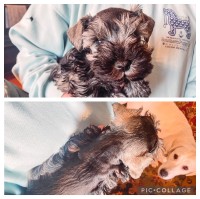 Miniature Schnauzer Puppies Miniature Schnauzer for sale/adoption