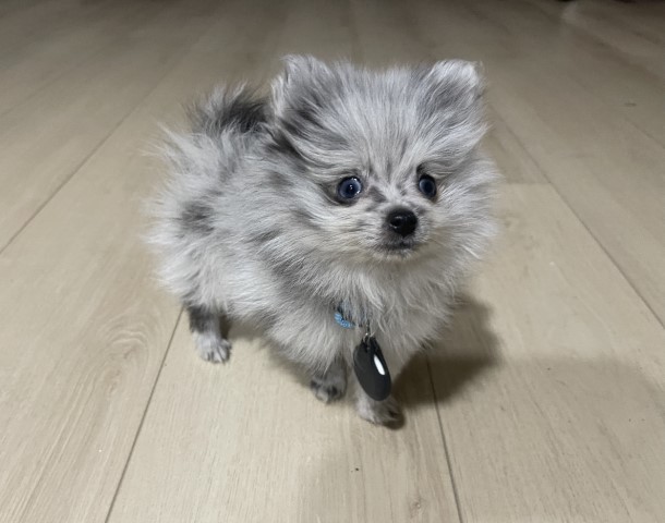 Pomeranian puppy for sale + 63922