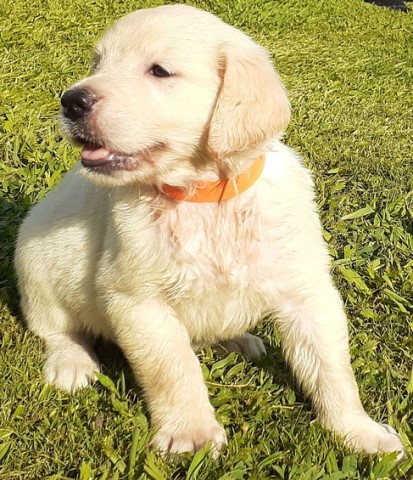 Our  Golden Retrievers Puppies are ready for their new homes
