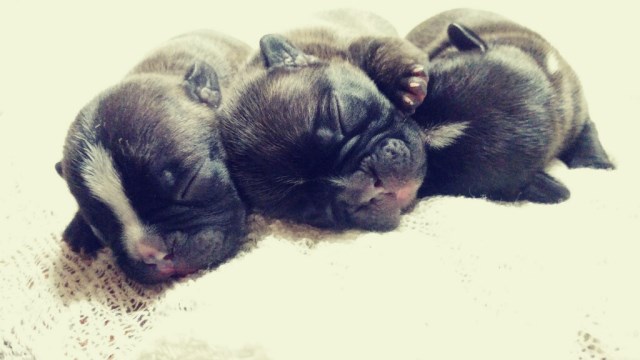 French Bulldog puppy for sale + 50833
