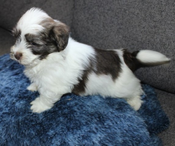 Havanese puppy for sale + 64601