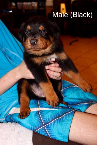 Rottweiler puppy for sale + 51524