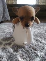 Best Baby Chihuahua Chihuahua for sale/adoption