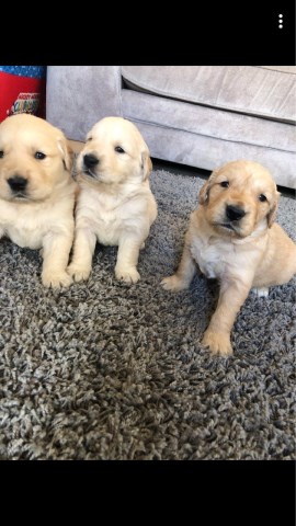 Golden Retriever puppy for sale + 55627