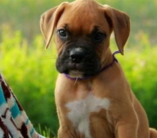 Boxer puppy dog for sale in BRIDGEPORT CT, Connecticut