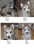 AKC Siberian Husky Champion  lines Siberian Husky for sale/adoption