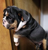 PUPPIES AVAILABLE English Bulldog for sale/adoption