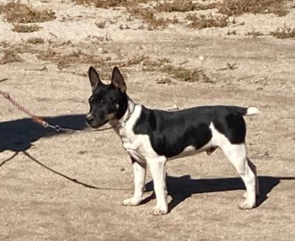 Rat Terrier Puppy