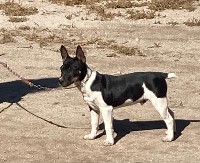 Rat Terrier Puppy Rat Terrier for sale/adoption