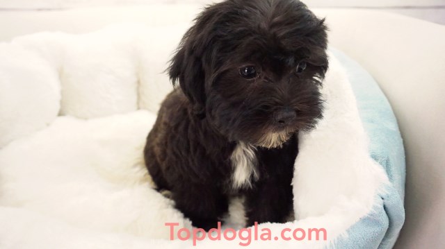 Yorkypoo Puppy - Female - Moxie ($975)