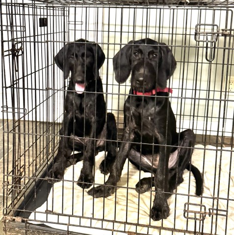 Weimaraner puppy for sale + 66766