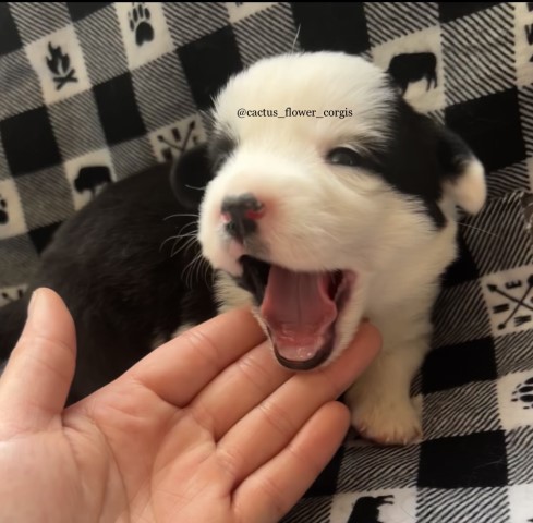 Cardigan Welsh Corgi puppy for sale + 64361