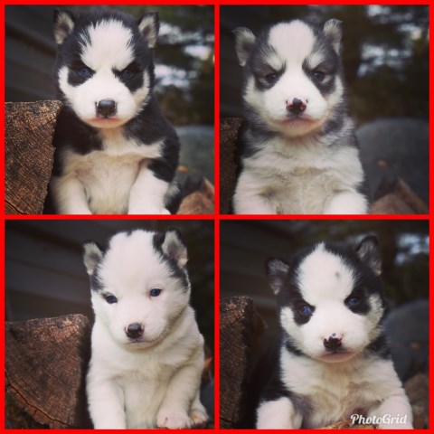 Siberian Husky puppy for sale + 59025