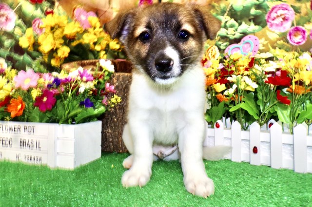 Pomeranian puppy for sale + 66680