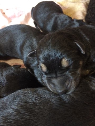 AKC (FULL) registered German Shepherd puppies born 4/14/18