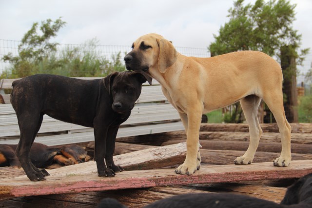 American Bandogge Mastiff Puppies