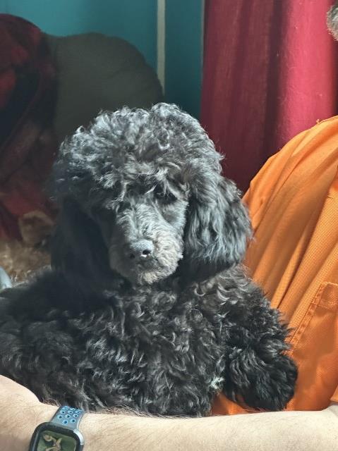 Quality Toy Poodle Ohio