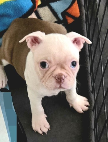 Boston Terrier Puppies