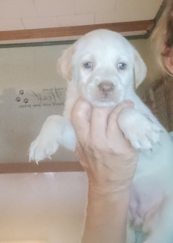 AKC Lab Puppies Price Reduced